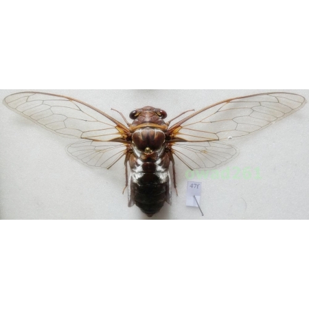 Marotrisia chantranei 122mm Thailand47f